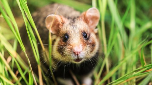 Wer zahlt für den Naturschutz weltweit?