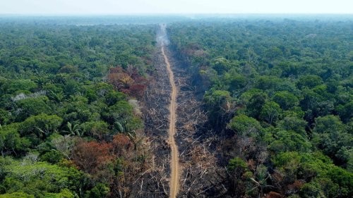"Enorme Verluste" im Amazonasgebiet