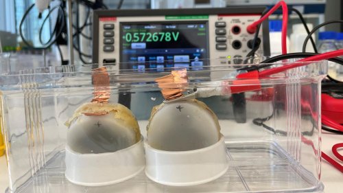 Bio-Batterie aus Pilzen entwickelt