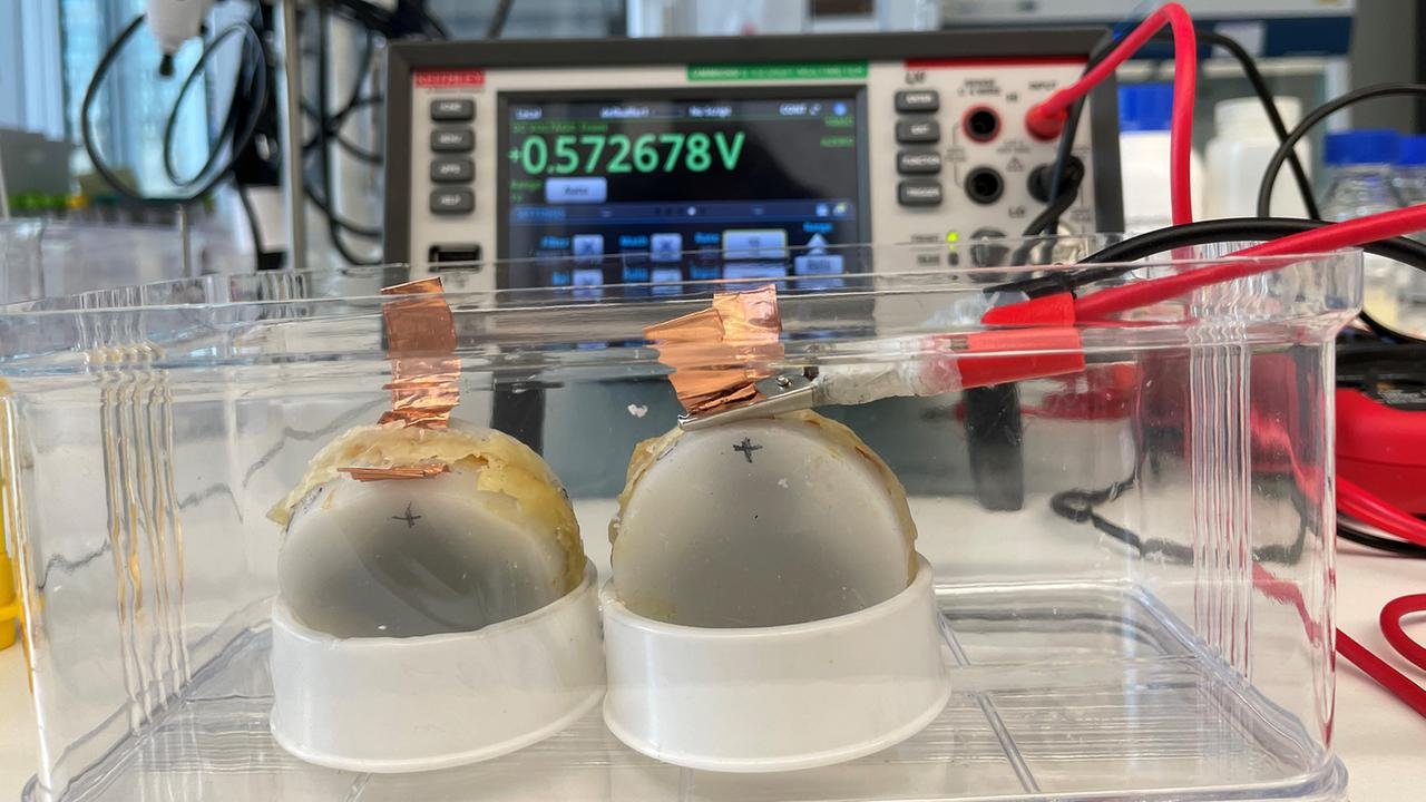 Bio-Batterie aus Pilzen entwickelt