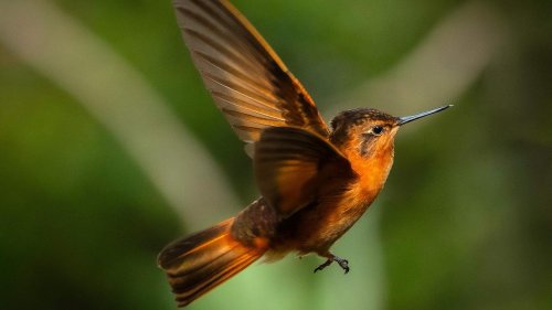 Wie Wissenschaftler Kolibris in Ecuador schützen