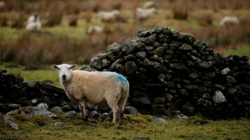 Schaf in England mit Vogelgrippe infiziert
