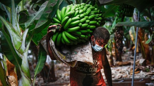 Ohne Gift keine Banane? Pestizide im Anbau