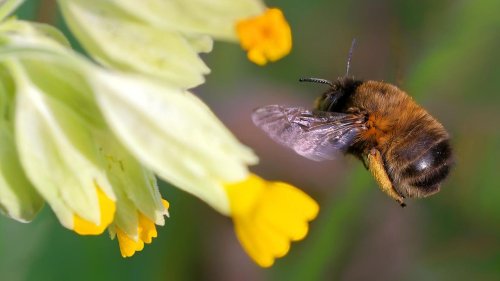 Weltbienentag: Die Honigbiene und ihre wilden Verwandten