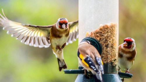 Heute noch beim Vogelzählen helfen