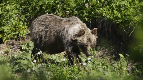 Slowakei genehmigt Tötung von Hunderten Bären