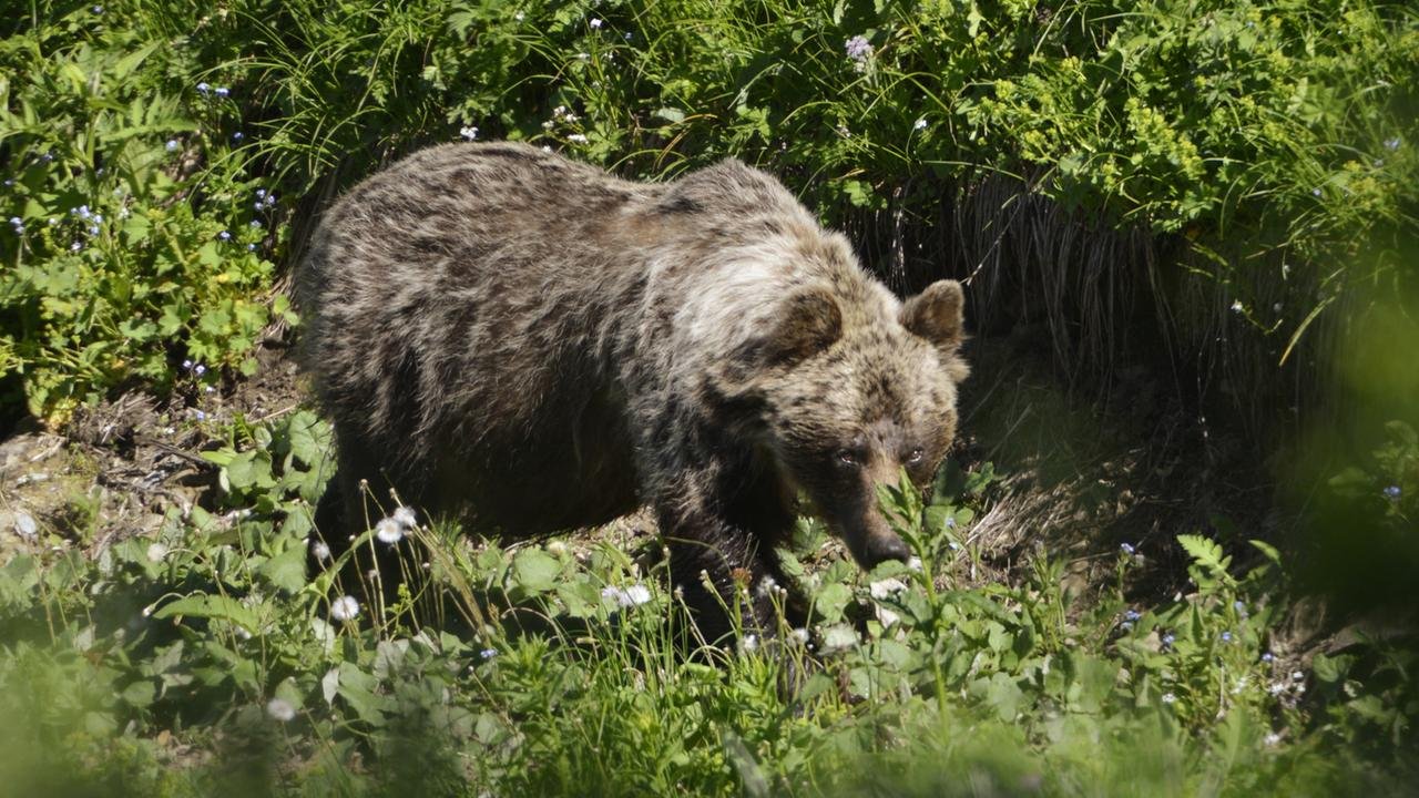 Slowakei genehmigt Tötung von Hunderten Bären