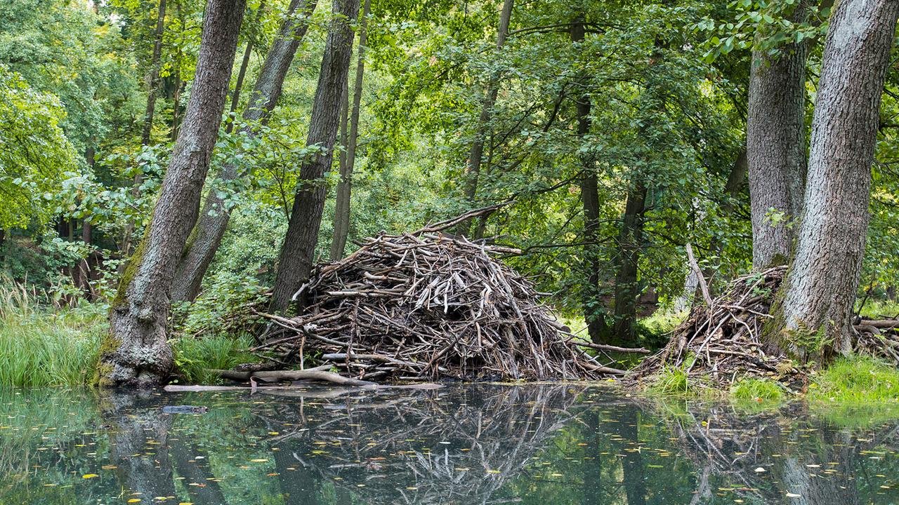 Wichtige Architekten für die Natur
