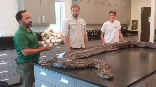 Rekord-Python in Florida gefangen