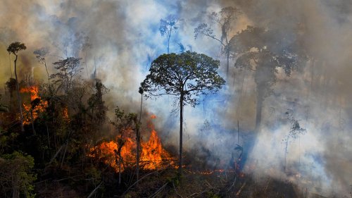 Warum die "Null-Abholzung" eine Utopie ist