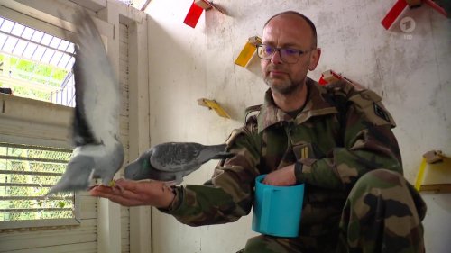 Tarnfarben im Taubenschlag