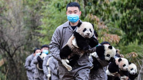 Die Wiederbelebung der Panda-Diplomatie