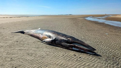 Erneut toter Wal auf Nordseeinsel angespült