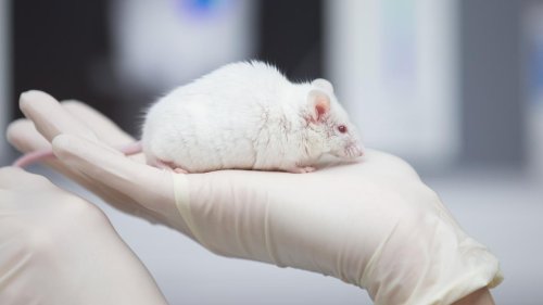 Forschungspreis für Entwicklung von Mini-Organen