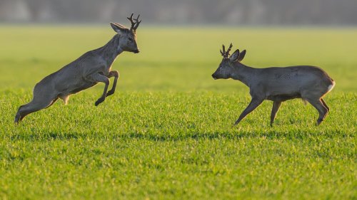 Ausblick: Heiter bis wolkig: Wetter in Berlin und Brandenburg