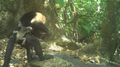 Makabre Marotte aus Langeweile: Tödliche Mode: Affenbabys als lebendes Accessoire