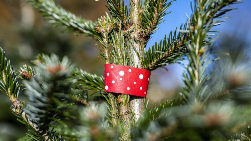 Holz schlägt Plastik – aber muss es Bio sein?: Was Berliner bei der Weihnachtsbaum-Auswahl beachten sollten