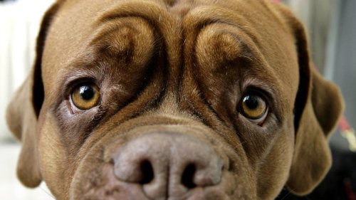 Viel Wasser, viel Wald, viel Wuff: Wo die Zahl der Hunde in Berlin steigt