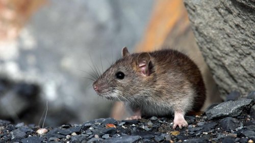 New Yorks Ratten sind mit Corona infiziert: Quelle für neue Varianten?