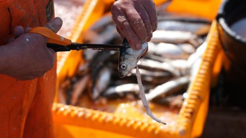 Umweltbericht: Schleppnetz-Fischerei verursacht womöglich Milliardenschäden