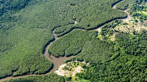 55,8 Prozent Rückgang: Deutlich weniger Abholzung im Amazonasgebiet im Jahr 2023