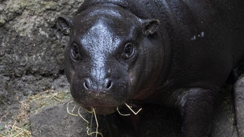 Tiere: Zwergflusspferd Toni: Frech, fit und fast erwachsen