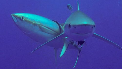Wildwechsel: Haie als Kratzbürsten
