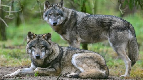 „Uns ist ein Durchbruch gelungen“: Umweltminister einigen sich auf Schnellabschuss problematischer Wölfe