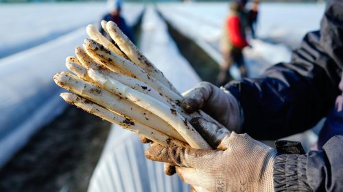Lebensmittel: Jetzt können Verbraucher günstig Spargel kaufen