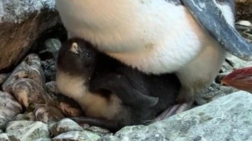 Küken im April geschlüpft: Zoo Berlin begrüßt ein neues Pinguinbaby