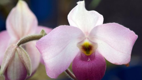Orchideen-Gesellschaft Berlin: „Diese Liebhaberei wird man nicht mehr los“
