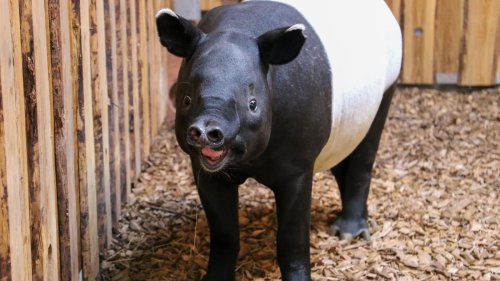 Tapir-Comeback im Zoo Berlin: Bulle hat das Potenzial zum neuen Publikumsliebling