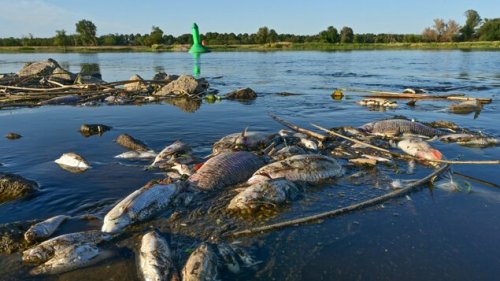 Wohl große Mengen von Chemie-Abfällen in der Oder – viele gelöste Salze gefunden