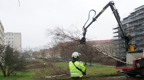 Häufiger Kettensägen-Einsatz, kaum Neupflanzungen: Land und Bezirke genehmigen tausende Baumfällungen in Berlin