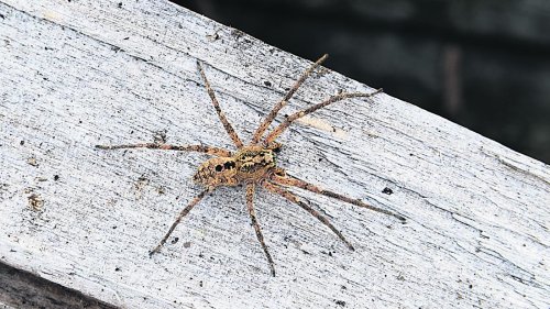 Ausbreitung auch in Deutschland: Wie gefährlich ist die Nosferatu-Spinne?
