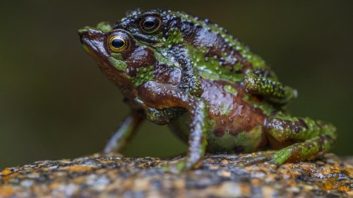 Das Frosch-Fiasko: Amphibien gehen drastischer zurück als alle anderen Wirbeltiergruppen