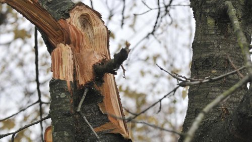 Entsetzen über „Baumfrevel“: Unbekannte zerstören reihenweise Bäume in Berlin