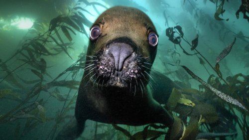 Von Haien, Wracks und durstigen Kamelen: Das sind die Gewinner des Wettbewerbs „Underwater Photographer of the Year“