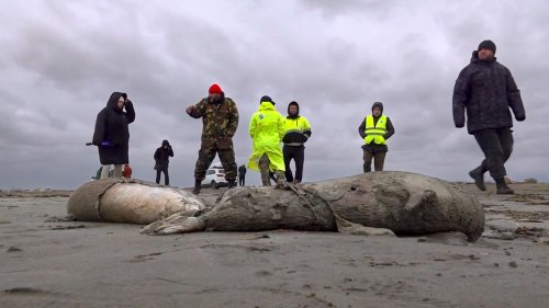 Massensterben von kaspischen Robben : Verdacht auf Sauerstoffmangel als Ursache
