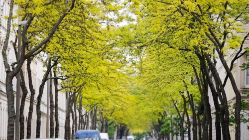 Umwelt: Der gestresste Stadtbaum - Was ihm helfen kann