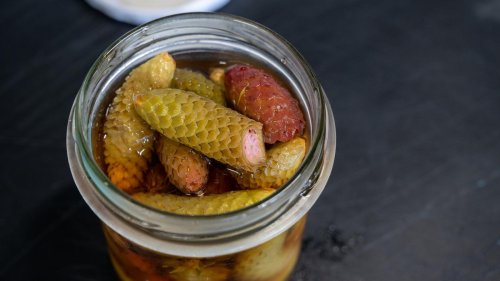 Ab in den Wald!: Rezepte mit Fichtentrieben und Kiefernzapfen