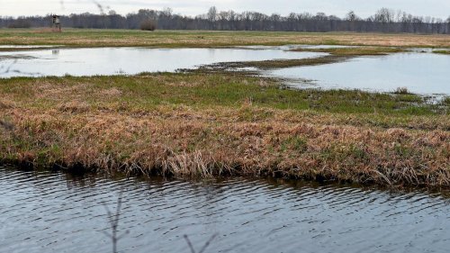 Moore in Brandenburg: Landwirte gegen Plan zur Wiedervernässung