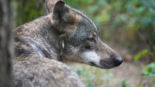 Genproben werden untersucht: Wolf soll in Brandenburg Hund angegriffen haben