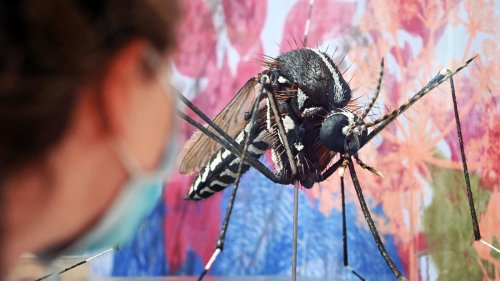 Effektive Mückenkontrolle: Plagegeister als blinde Passagiere