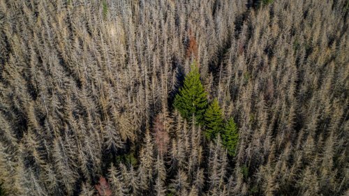 Klimawandel in Deutschland: Sterbende Wälder und weniger Wasser