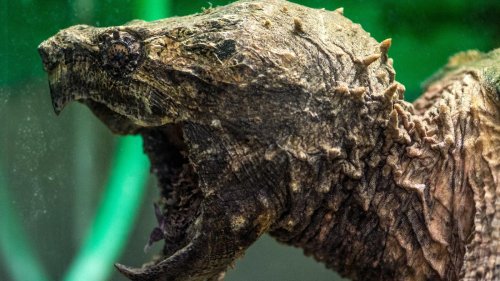 „Können einen Besenstiel zerbeißen“: Gefährliche Schildkröte bei Kanalarbeiten in Norddeutschland entdeckt