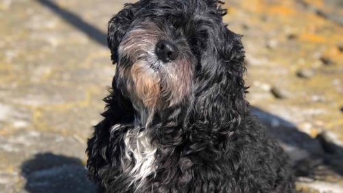 Mitte März von Schiff gesprungen: Hund nach zwölf Tagen von einer Insel in der Mosel gerettet