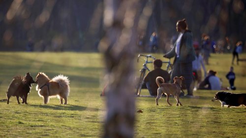 Auslaufgebiete in Berliner Parks: Behörde plant neue „Hundezone“ am Weißen See