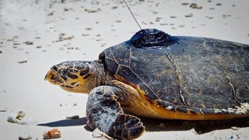Im Zwielicht versteckt: Rätsel um Nahrungsquelle der Karettschildkröten gelöst
