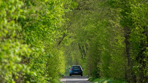 Weniger Alleen: Naturschützer und CDU sorgen sich um Zukunft Brandenburger Straßenbäume
